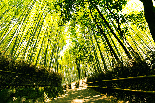 Part of bamboo trunks in a bamboo forest in Arashiyama, Japan