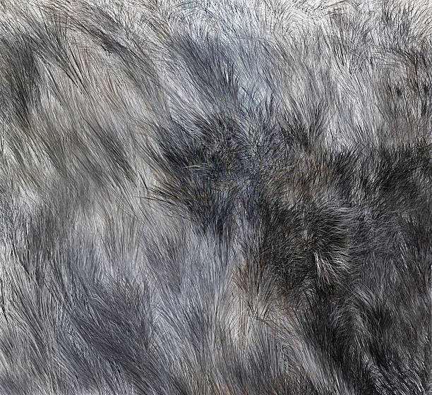 istock The texture of fur wolf 537601428