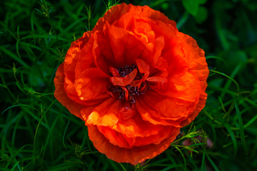 red poppy flower on nature background. top view. soft focus