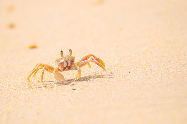 istock Ghost crab standing at the beach on sand background 537602916