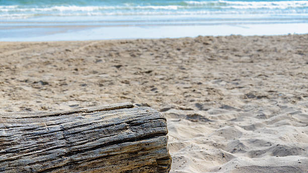 istock log in depth of field and sea 537602958