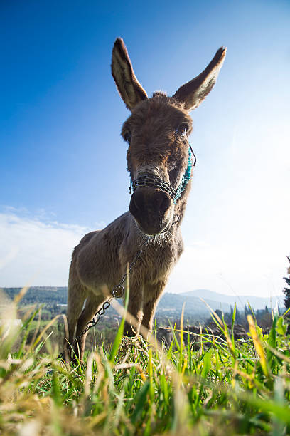 correntes vinculado burro - mule - fotografias e filmes do acervo