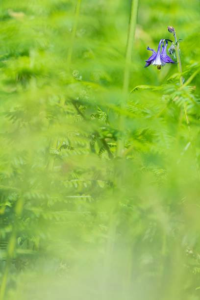 istock purple flower among green plants 537604990
