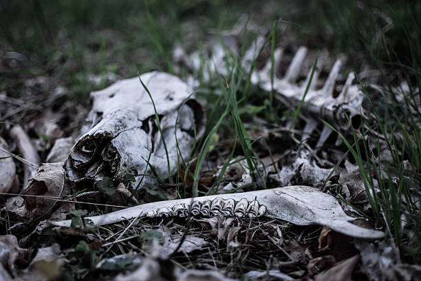 Parts of skeleton of wild boar - skull, mandible and spine - on the forest floor, among dry leaves aand grass, at dusk.