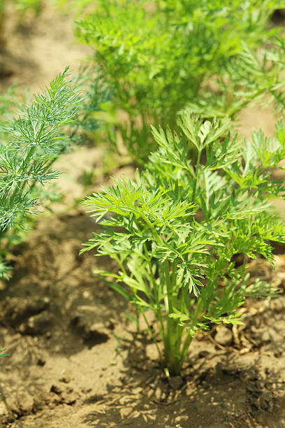 istock Carrot plants in garden 537605788