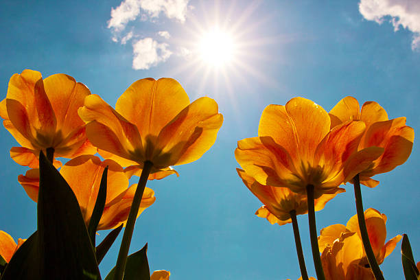 istock tulips against the background of a bright sunny blue sky 537606912
