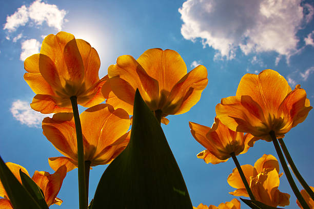 istock tulips against the background of a bright sunny blue sky 537607062