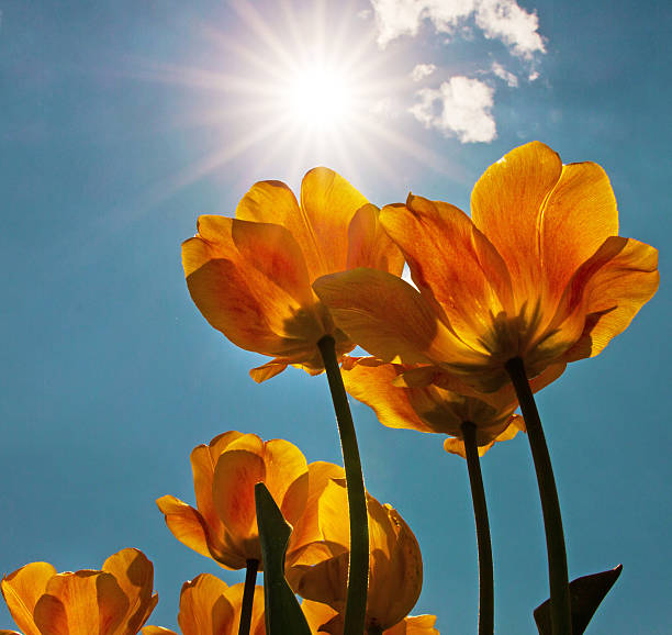 istock tulips against the background of a bright sunny blue sky 537607238