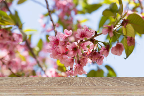 istock table for display product with blur himalayan cherry blossom flower 537607362