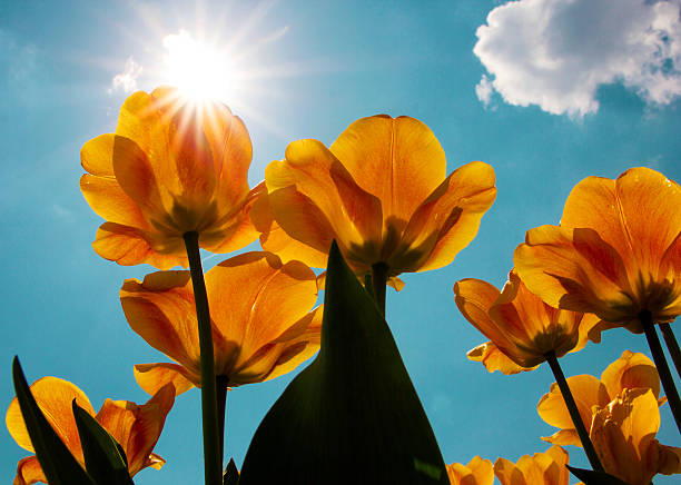 istock tulips against the background of a bright sunny blue sky 537607462