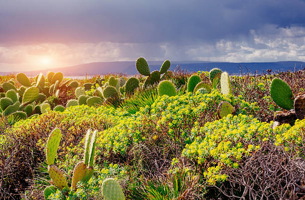 istock Sea and Cape Milazzo. Italy. 537608272