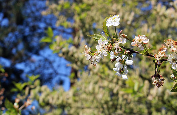 Detail of spring tree with white bloom stock photo