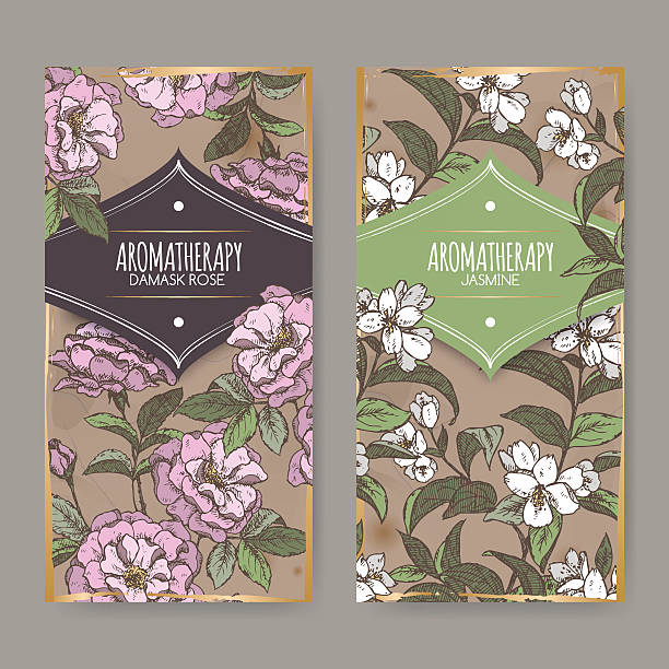 Two labels with Damask rose and jasmine color sketch. Set of two labels with Damask rose and jasmine color sketch on vintage background. Aromatherapy series. Great for traditional medicine, perfume design, cooking or gardening labels. jasminum officinale stock illustrations