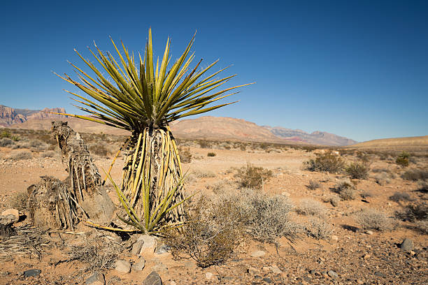 istock Californian Land 537608920