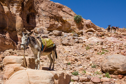 Bedouin's donkey at ancient Petra in Jordan