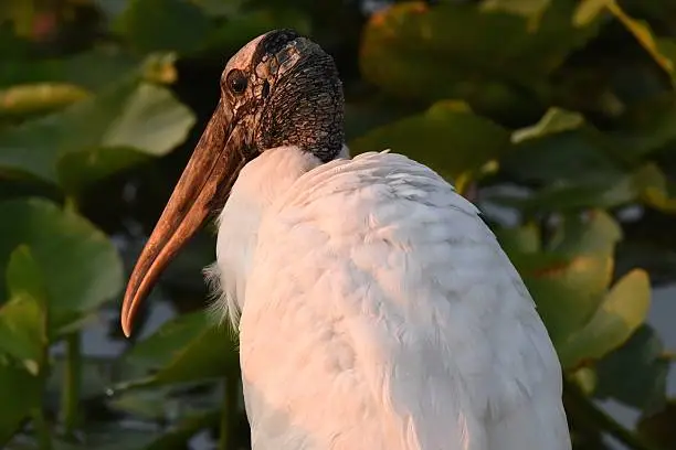 Wood stork (Mycteria americana) at sunrise on Lake Morton, Lakeland, Florida