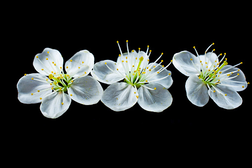 white gentle, fragrant cherry flowers on a black background. isolated