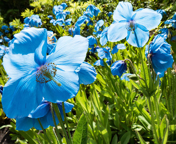 himalayan blue poppies - poppy flower petal stamen imagens e fotografias de stock