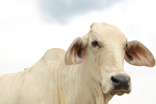 Brahman cow head in farm