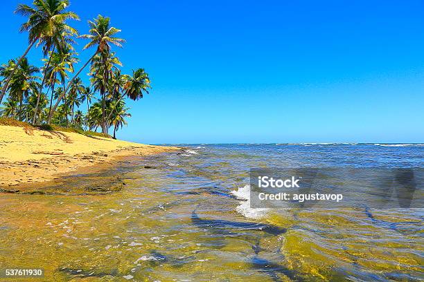 Tropical Paradise Idyllic Praia Do Forte Beach Sunrise Bahia Brazil Stock Photo - Download Image Now