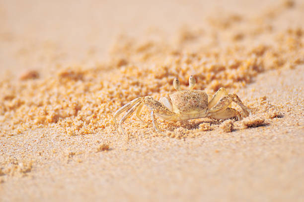 istock Ghost crab standing at the beach on sand background 537612152