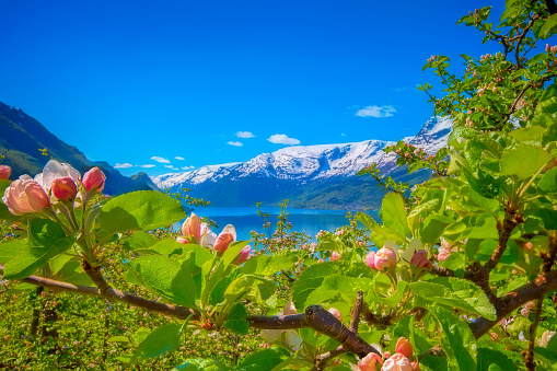 Blossoming season and mountains in Hardangerfjord in Norway