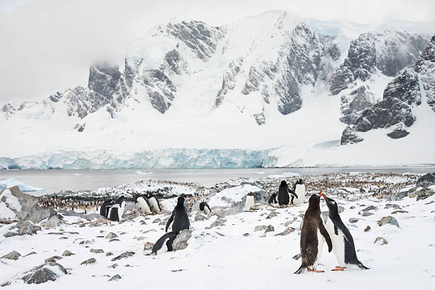 istock Penguin love in Antarctica 537613197