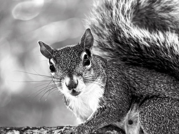 istock Female Gray Squirrel Making Eye Contact Black and White 537613604