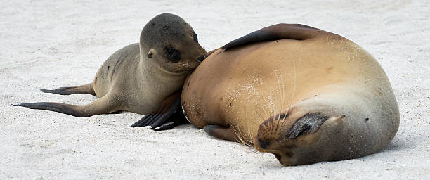 Sea lions breastfeeding