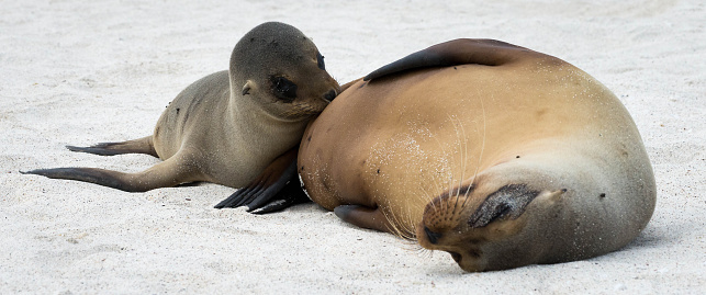 Galapagos sea lions breastfeeding