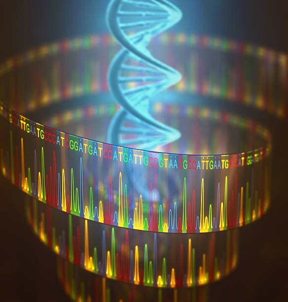 DNA Test Sanger Sequencing 3D illustration of a method of DNA sequencing. dna sequencing gel stock pictures, royalty-free photos & images