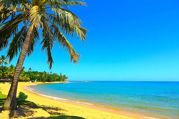 Tropical paradise: sunny idyllic Praia do Forte beach, Bahia, Brazil