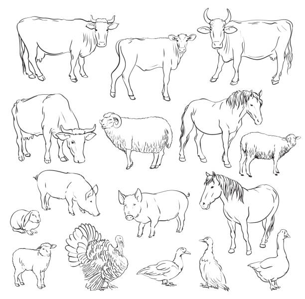 ilustrações de stock, clip art, desenhos animados e ícones de animais de quinta - lamb young animal sheep livestock