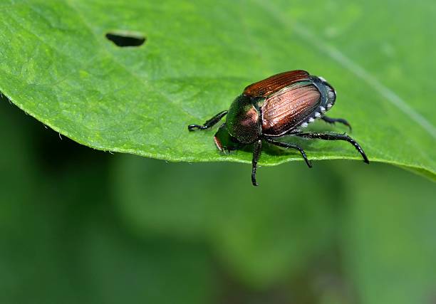 Japanese beetle eating a leaf stock photo