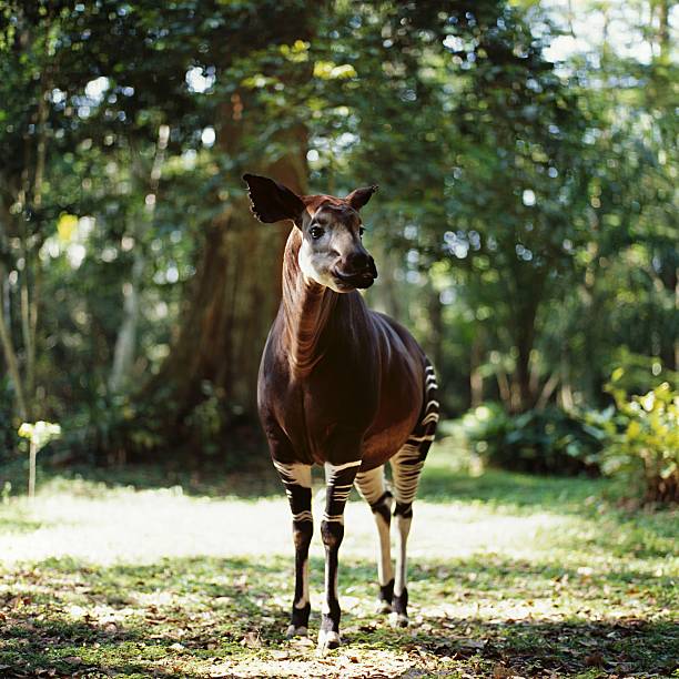 okapi okapi, antelope, africa, congo, jungle, forest, tree, grass Okapi stock pictures, royalty-free photos & images