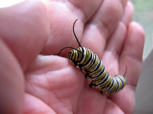 istock Colorful Monarch Caterpillar on Human Hand 537616980