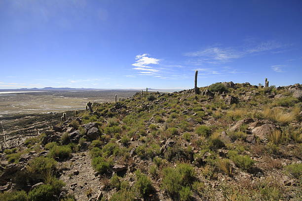 Tall cacti on rocky desert landscape. Unique saguaro silhouettes against clear sky. Scenic view of arid plant life for nature and travel themes.