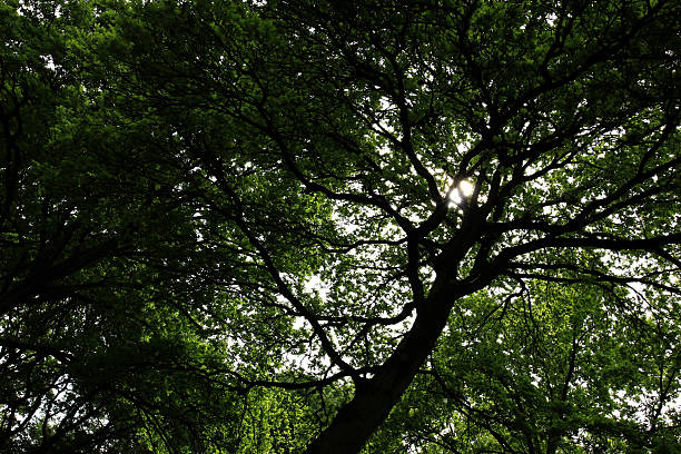 The Black tree background stock photo