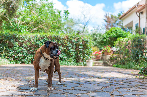 istock German boxer dog in a garden 537617836