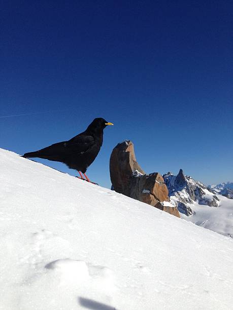 istock Alpine Chough conquers Aiguille du Midi 537618113