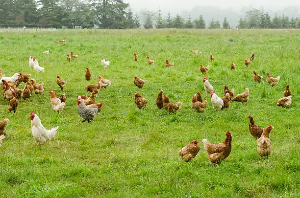 A group of free range chickens feed in a field in Northern California