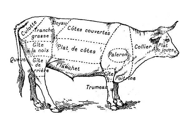 Antique illustration of beef meat section (french) Antique illustration of beef meat section (french) butchers shop illustrations stock illustrations