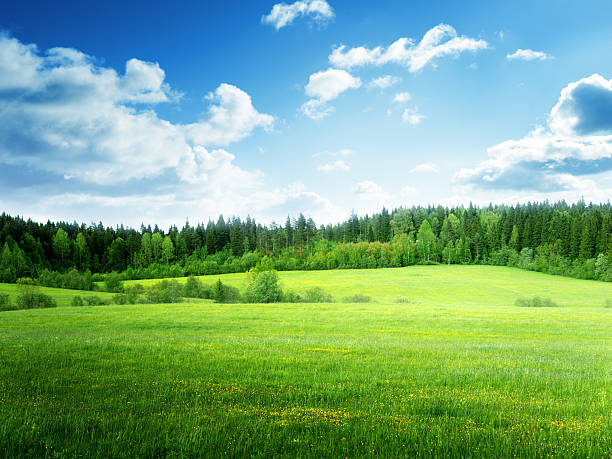 istock field of grass and perfect sky 537619404