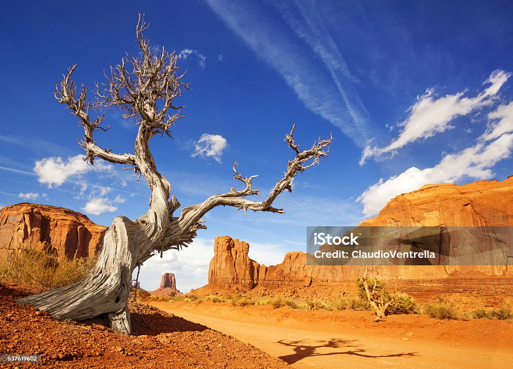 dead tree in monument valley dry tree at the side of a dirt road in monument valley Tree Stock Photo