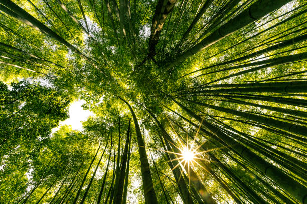istock Arashiyama Bamboo Forest, Kyoto, Japan 537620152