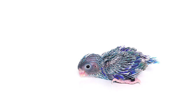 istock Cute Baby Pacific Parrotlet (15 days old), Forpus coelestis 537620154