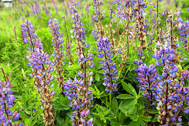 Field of Lupin