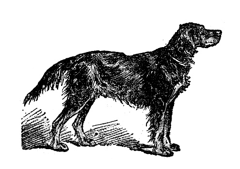 Antique illustration of dog (Gordon Setter)