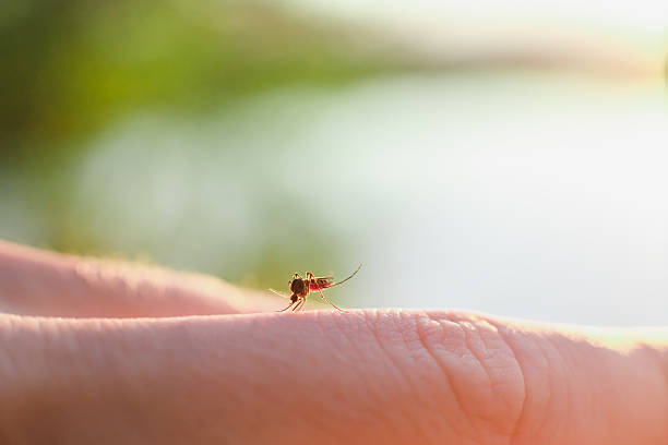 The bite of a mosquito with blood on human body A mosquito sits on the body and drinking the blood. The carrier of the disease. mosquito filled with blood stock pictures, royalty-free photos & images