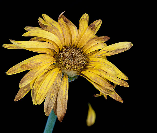 istock Life melancholy with a wilted flower 537621730